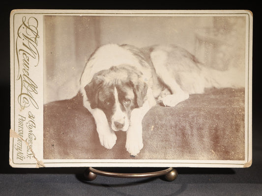 Lot 128 - Antique Cabinet Card Photograph Of A Saint Bernard Dog Resting On An Upholstered Surface, Photographed By L.V. Newell, Portsmouth, New Hampshire
