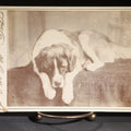 Lot 128 - Antique Cabinet Card Photograph Of A Saint Bernard Dog Resting On An Upholstered Surface, Photographed By L.V. Newell, Portsmouth, New Hampshire