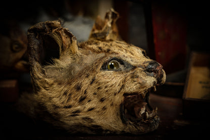 5/1/2025 AUCTION PHOTO GALLERY