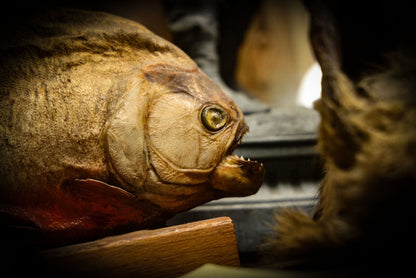 5/1/2025 AUCTION PHOTO GALLERY