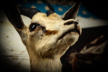 5/1/2025 AUCTION PHOTO GALLERY