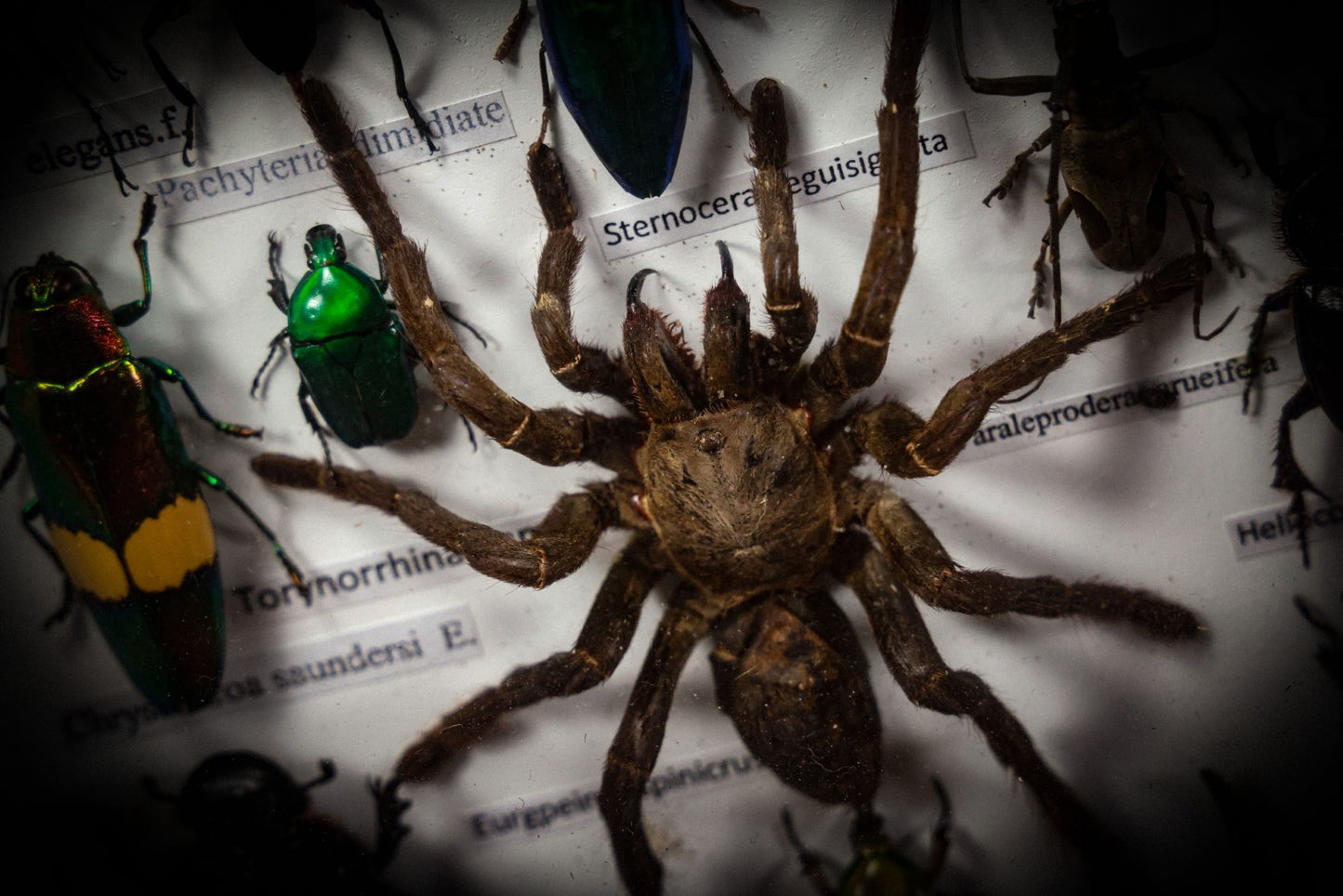 7/3/2025 AUCTION PHOTO GALLERY