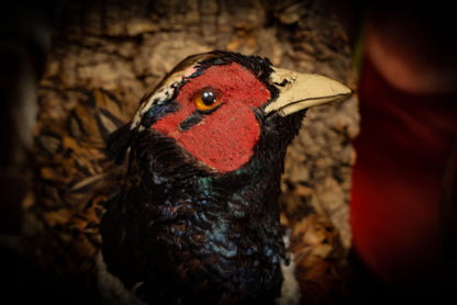 7/3/2025 AUCTION PHOTO GALLERY