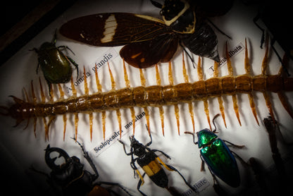 7/3/2025 AUCTION PHOTO GALLERY