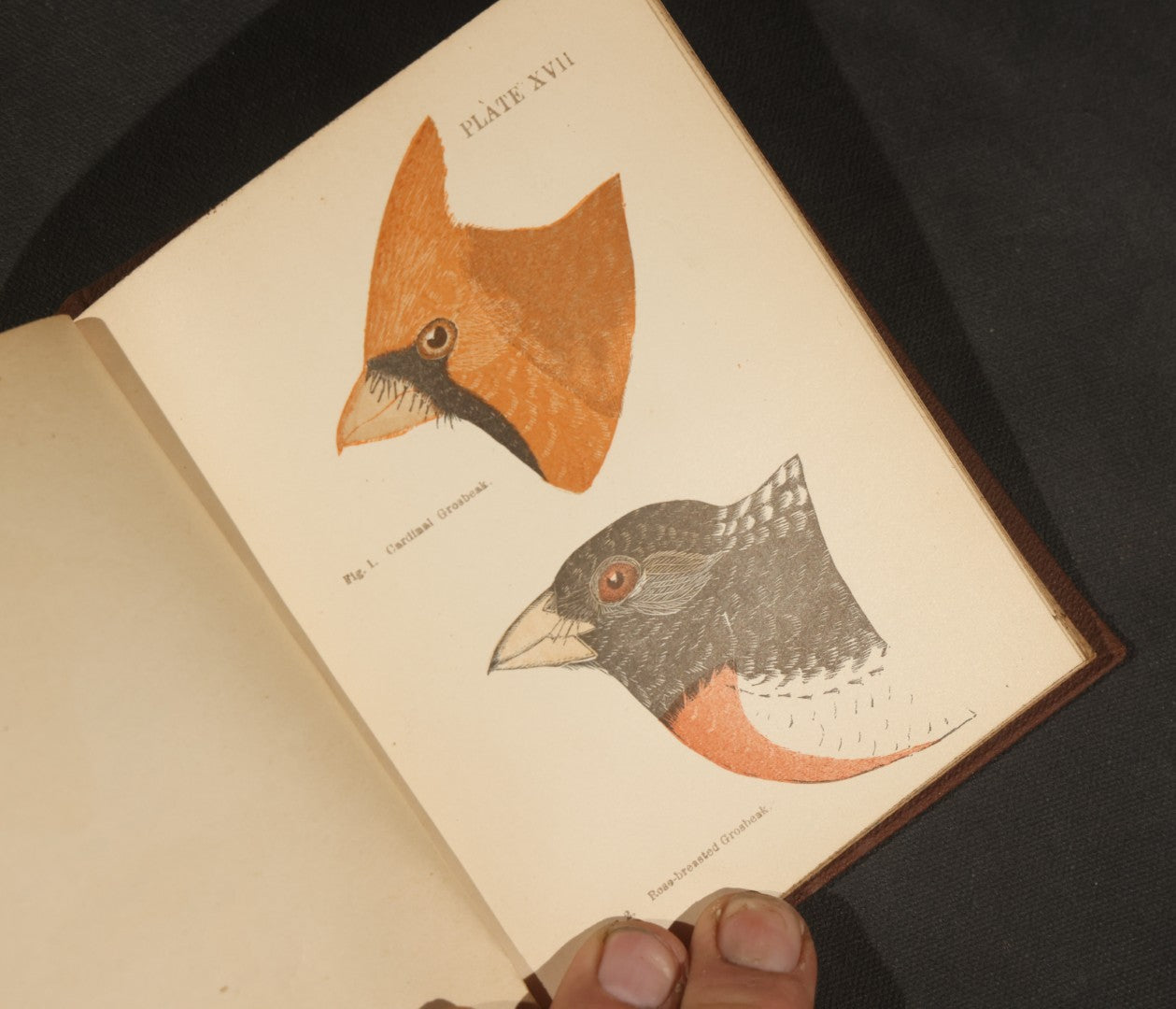 "Handbook of the Sparrows, Finches, Etc. of New England" Antique Illustrated Ornithology Book by C.J. Maynard, Published by C.J. Maynard, Newtonville, Massachusetts, 1896