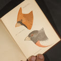 Lot 040 - "Handbook of the Sparrows, Finches, Etc. of New England" Antique Illustrated Ornithology Book by C.J. Maynard, Published by C.J. Maynard, Newtonville, Massachusetts, 1896