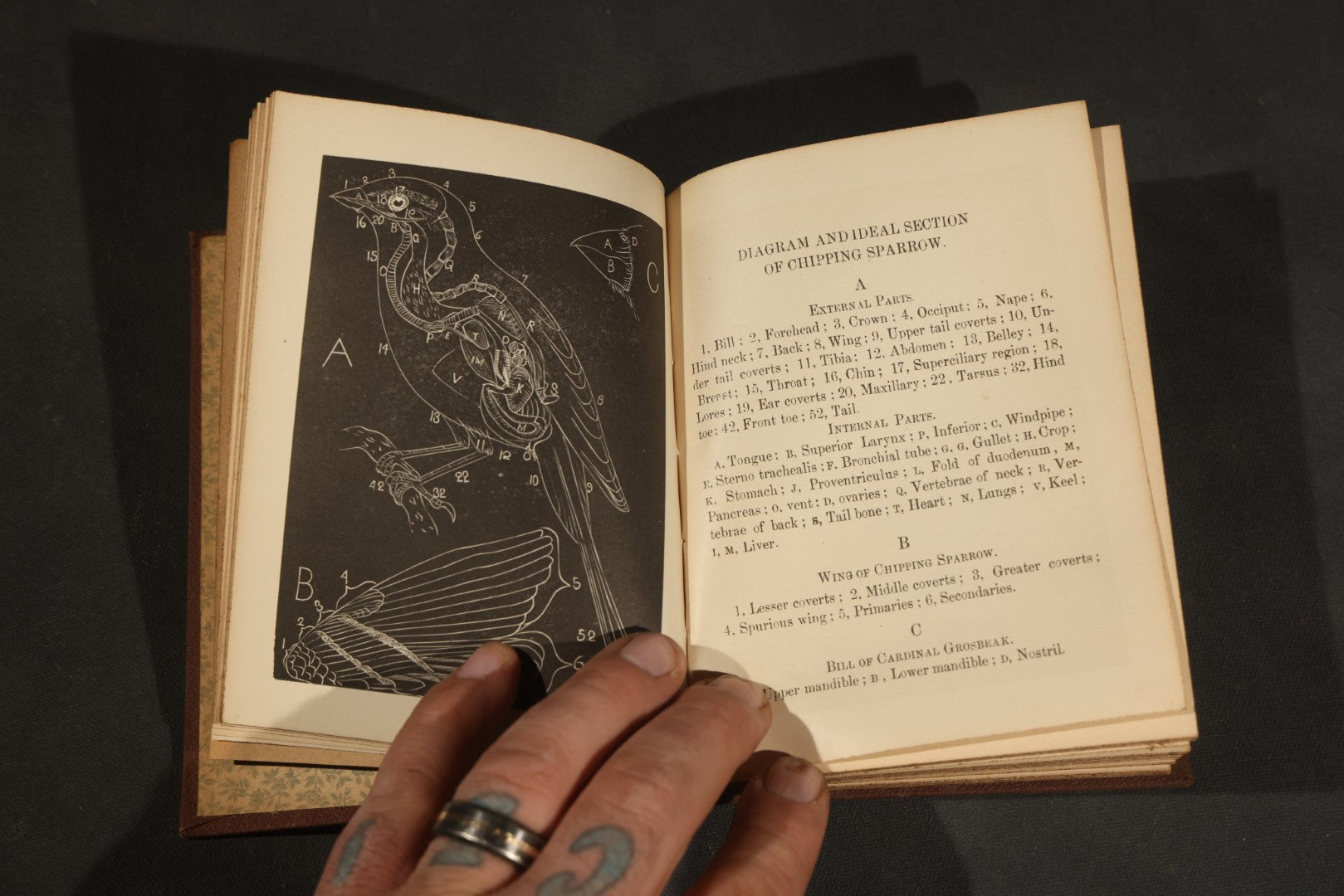 "Handbook of the Sparrows, Finches, Etc. of New England" Antique Illustrated Ornithology Book by C.J. Maynard, Published by C.J. Maynard, Newtonville, Massachusetts, 1896