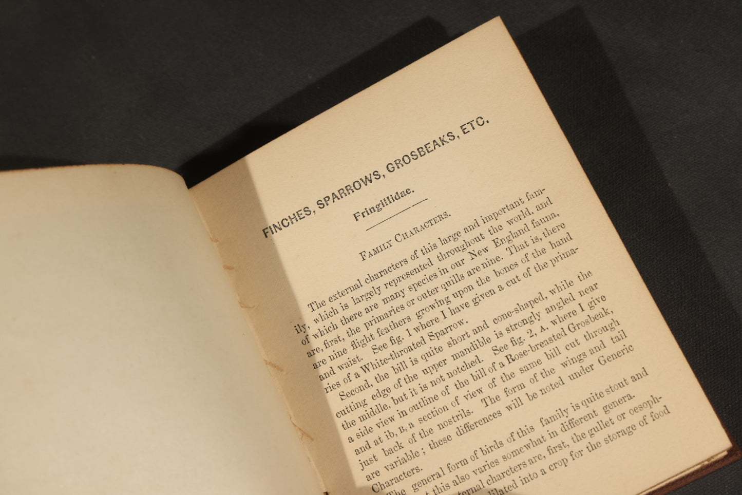"Handbook of the Sparrows, Finches, Etc. of New England" Antique Illustrated Ornithology Book by C.J. Maynard, Published by C.J. Maynard, Newtonville, Massachusetts, 1896