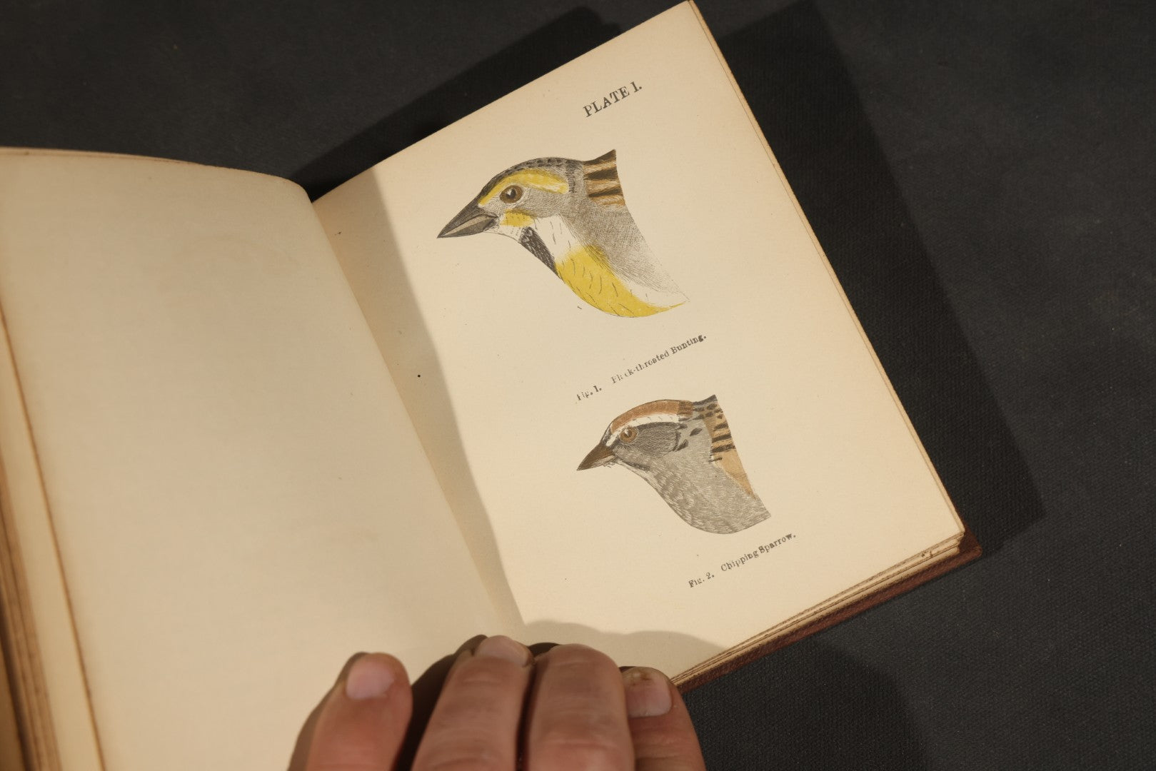"Handbook of the Sparrows, Finches, Etc. of New England" Antique Illustrated Ornithology Book by C.J. Maynard, Published by C.J. Maynard, Newtonville, Massachusetts, 1896