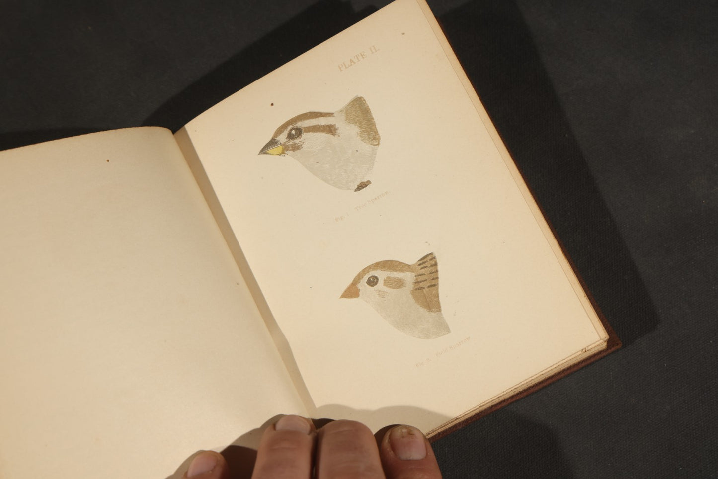 "Handbook of the Sparrows, Finches, Etc. of New England" Antique Illustrated Ornithology Book by C.J. Maynard, Published by C.J. Maynard, Newtonville, Massachusetts, 1896
