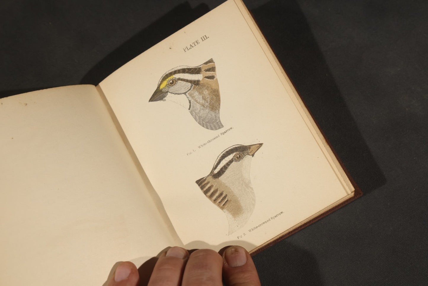 "Handbook of the Sparrows, Finches, Etc. of New England" Antique Illustrated Ornithology Book by C.J. Maynard, Published by C.J. Maynard, Newtonville, Massachusetts, 1896