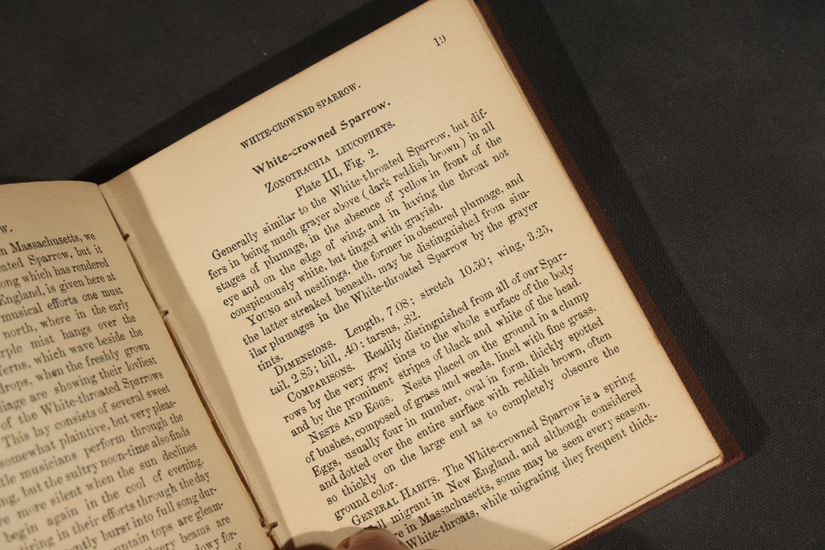 "Handbook of the Sparrows, Finches, Etc. of New England" Antique Illustrated Ornithology Book by C.J. Maynard, Published by C.J. Maynard, Newtonville, Massachusetts, 1896