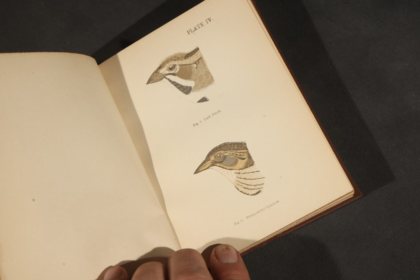 "Handbook of the Sparrows, Finches, Etc. of New England" Antique Illustrated Ornithology Book by C.J. Maynard, Published by C.J. Maynard, Newtonville, Massachusetts, 1896
