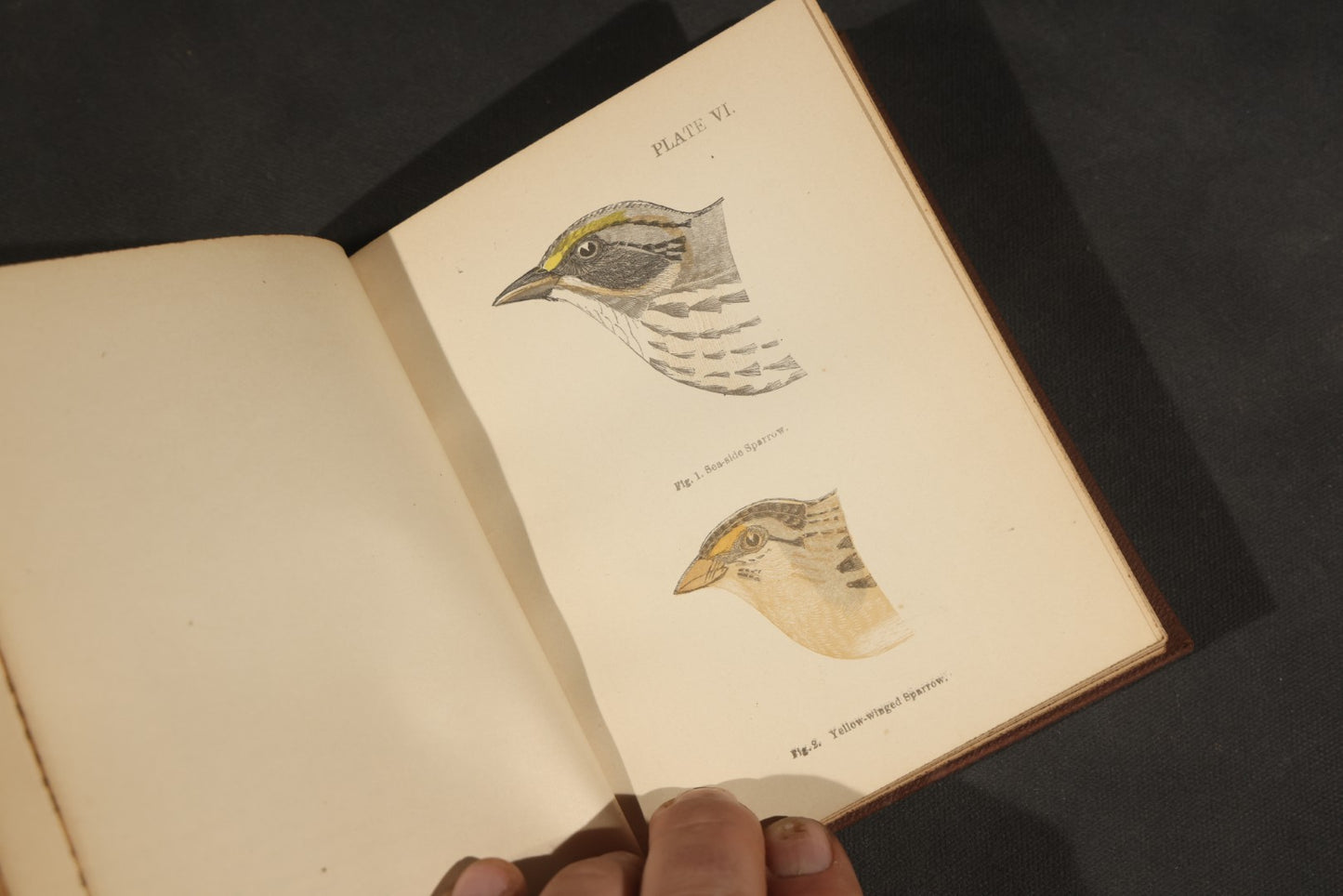 "Handbook of the Sparrows, Finches, Etc. of New England" Antique Illustrated Ornithology Book by C.J. Maynard, Published by C.J. Maynard, Newtonville, Massachusetts, 1896