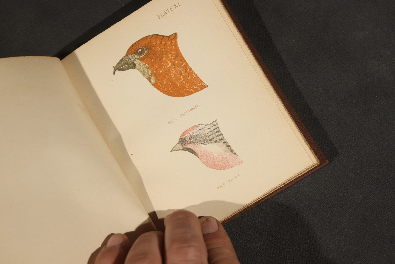 "Handbook of the Sparrows, Finches, Etc. of New England" Antique Illustrated Ornithology Book by C.J. Maynard, Published by C.J. Maynard, Newtonville, Massachusetts, 1896