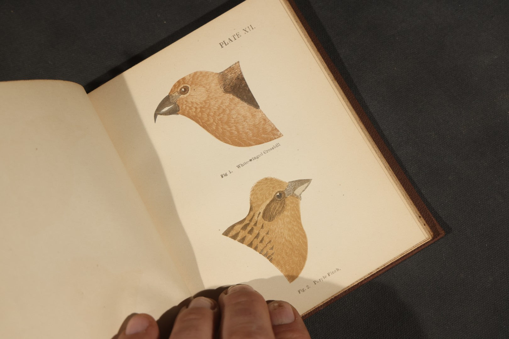 "Handbook of the Sparrows, Finches, Etc. of New England" Antique Illustrated Ornithology Book by C.J. Maynard, Published by C.J. Maynard, Newtonville, Massachusetts, 1896