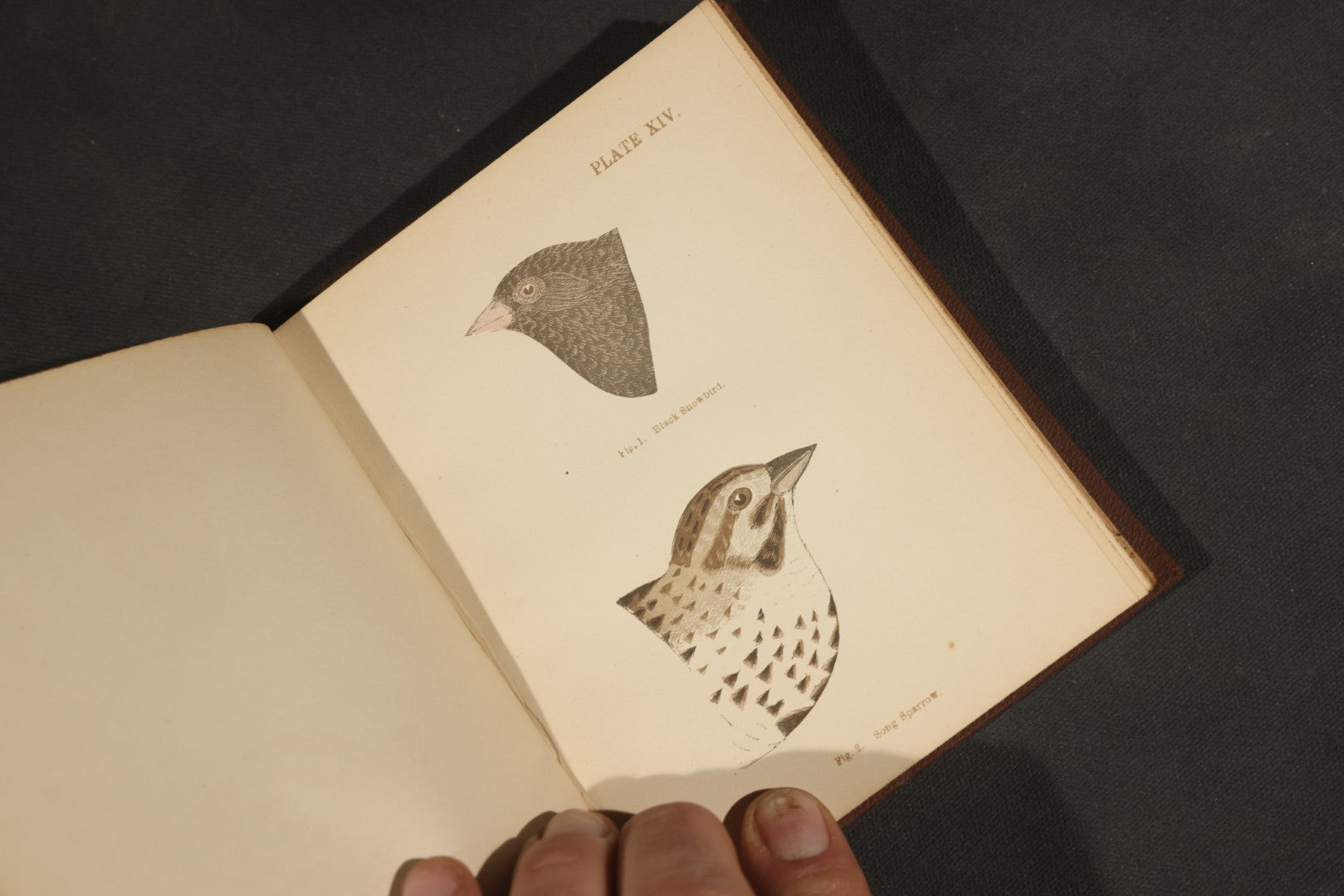 "Handbook of the Sparrows, Finches, Etc. of New England" Antique Illustrated Ornithology Book by C.J. Maynard, Published by C.J. Maynard, Newtonville, Massachusetts, 1896