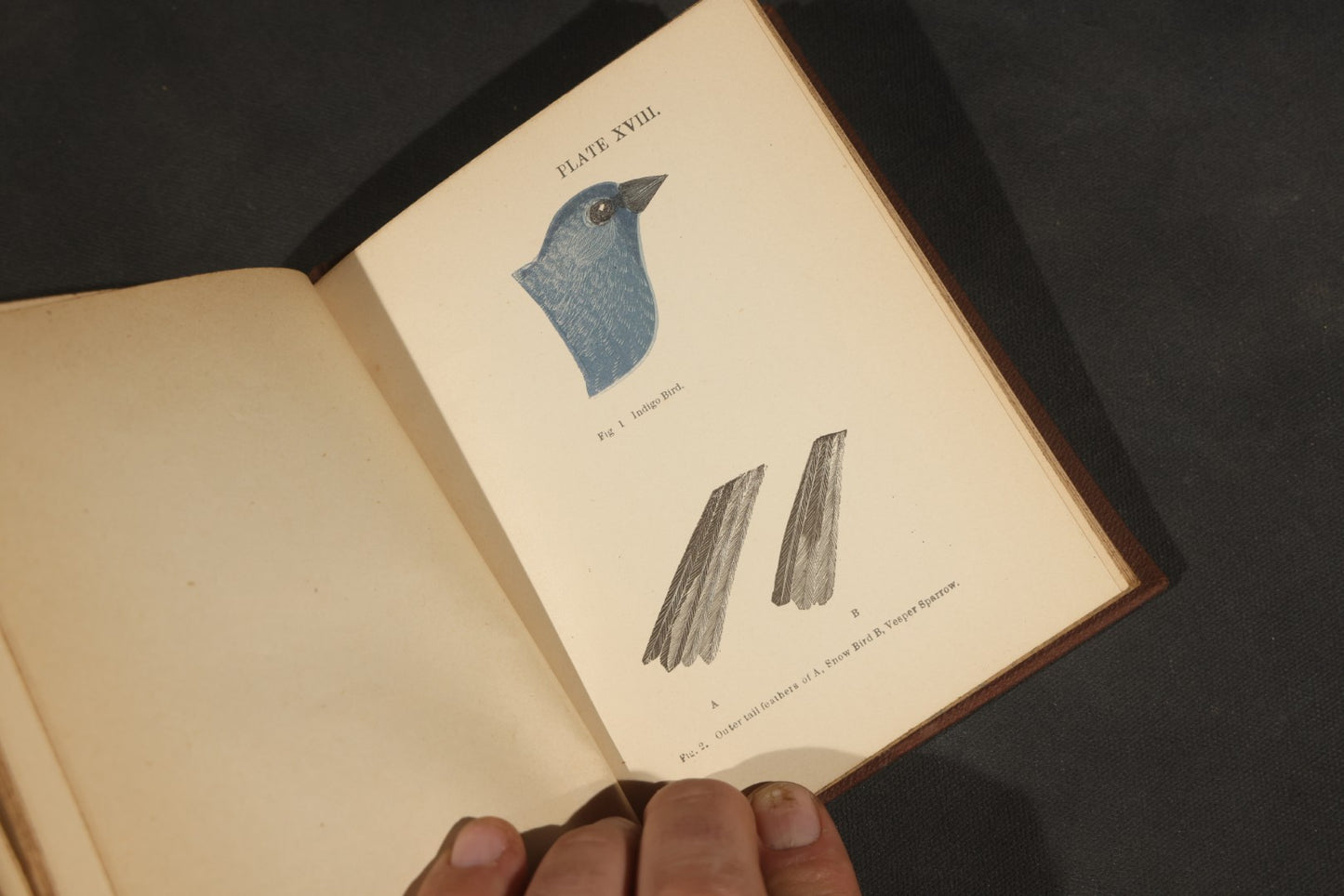 "Handbook of the Sparrows, Finches, Etc. of New England" Antique Illustrated Ornithology Book by C.J. Maynard, Published by C.J. Maynard, Newtonville, Massachusetts, 1896