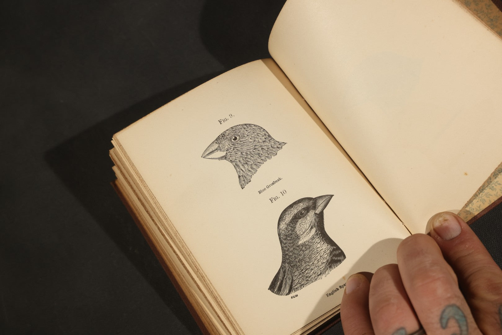 "Handbook of the Sparrows, Finches, Etc. of New England" Antique Illustrated Ornithology Book by C.J. Maynard, Published by C.J. Maynard, Newtonville, Massachusetts, 1896