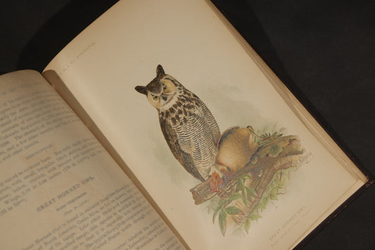 "The Hawks and Owls of the United States in Their Relation to Agriculture" Antique Illustrated Ornithology Book by A.K. Fisher, M.D., U.S. Department of Agriculture Bulletin no. 3, Published by Government Printing Office, Washington, 1893