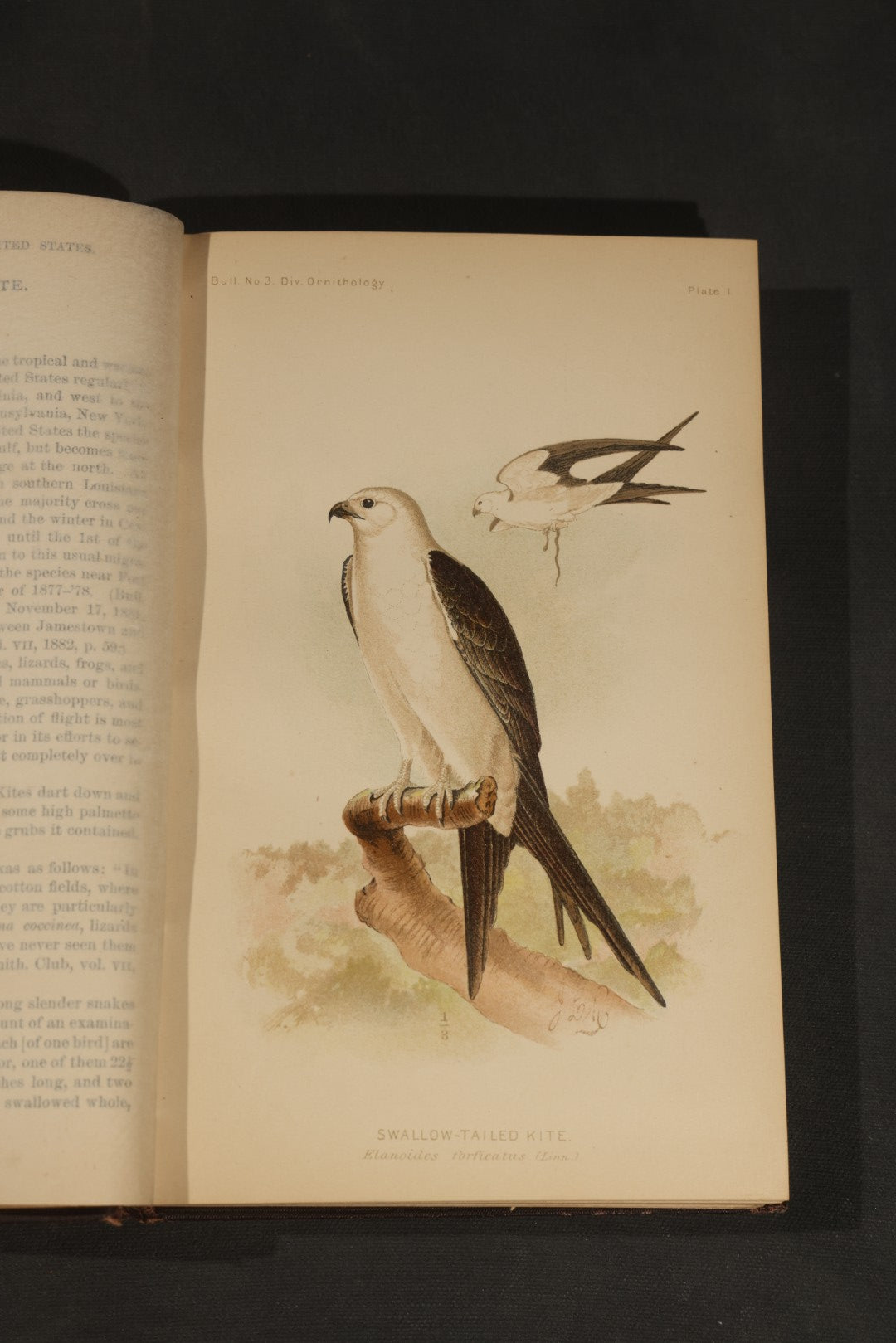 "The Hawks and Owls of the United States in Their Relation to Agriculture" Antique Illustrated Ornithology Book by A.K. Fisher, M.D., U.S. Department of Agriculture Bulletin no. 3, Published by Government Printing Office, Washington, 1893