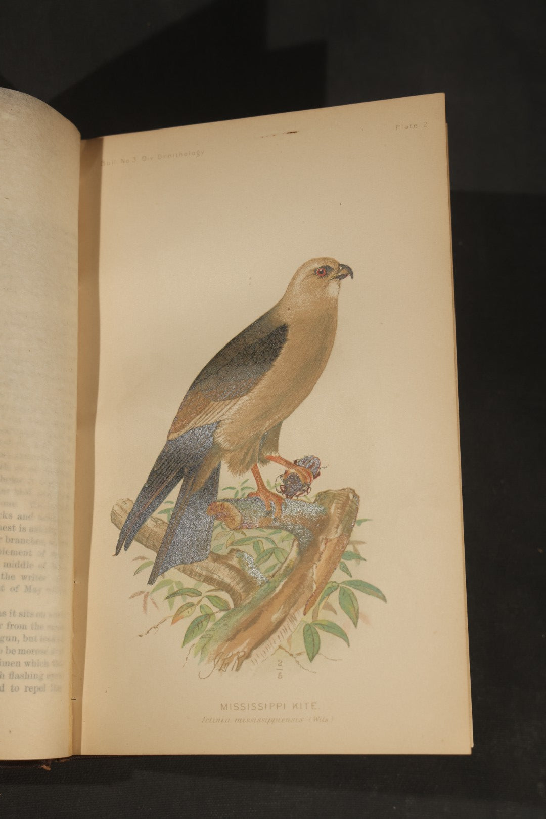 "The Hawks and Owls of the United States in Their Relation to Agriculture" Antique Illustrated Ornithology Book by A.K. Fisher, M.D., U.S. Department of Agriculture Bulletin no. 3, Published by Government Printing Office, Washington, 1893