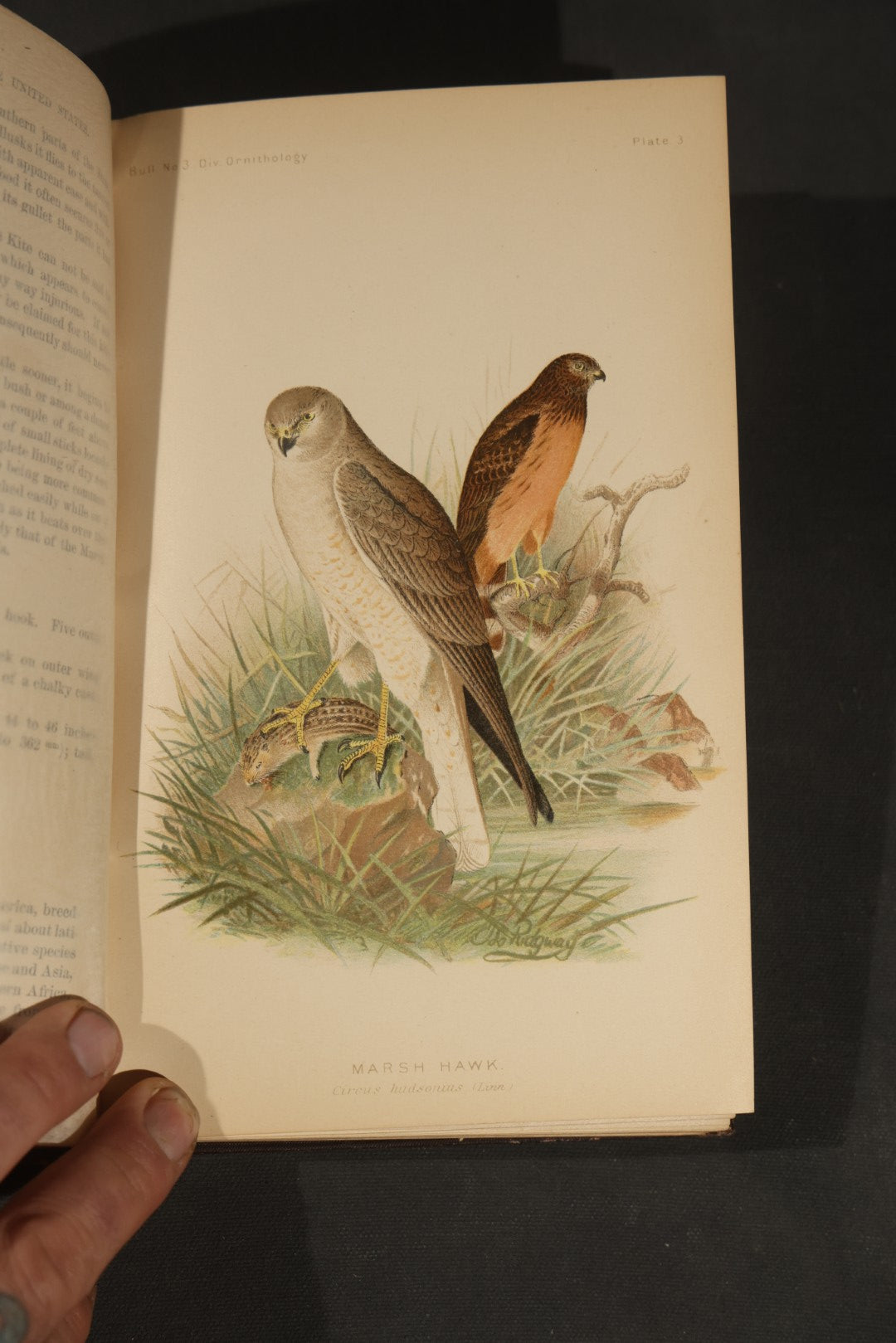 "The Hawks and Owls of the United States in Their Relation to Agriculture" Antique Illustrated Ornithology Book by A.K. Fisher, M.D., U.S. Department of Agriculture Bulletin no. 3, Published by Government Printing Office, Washington, 1893