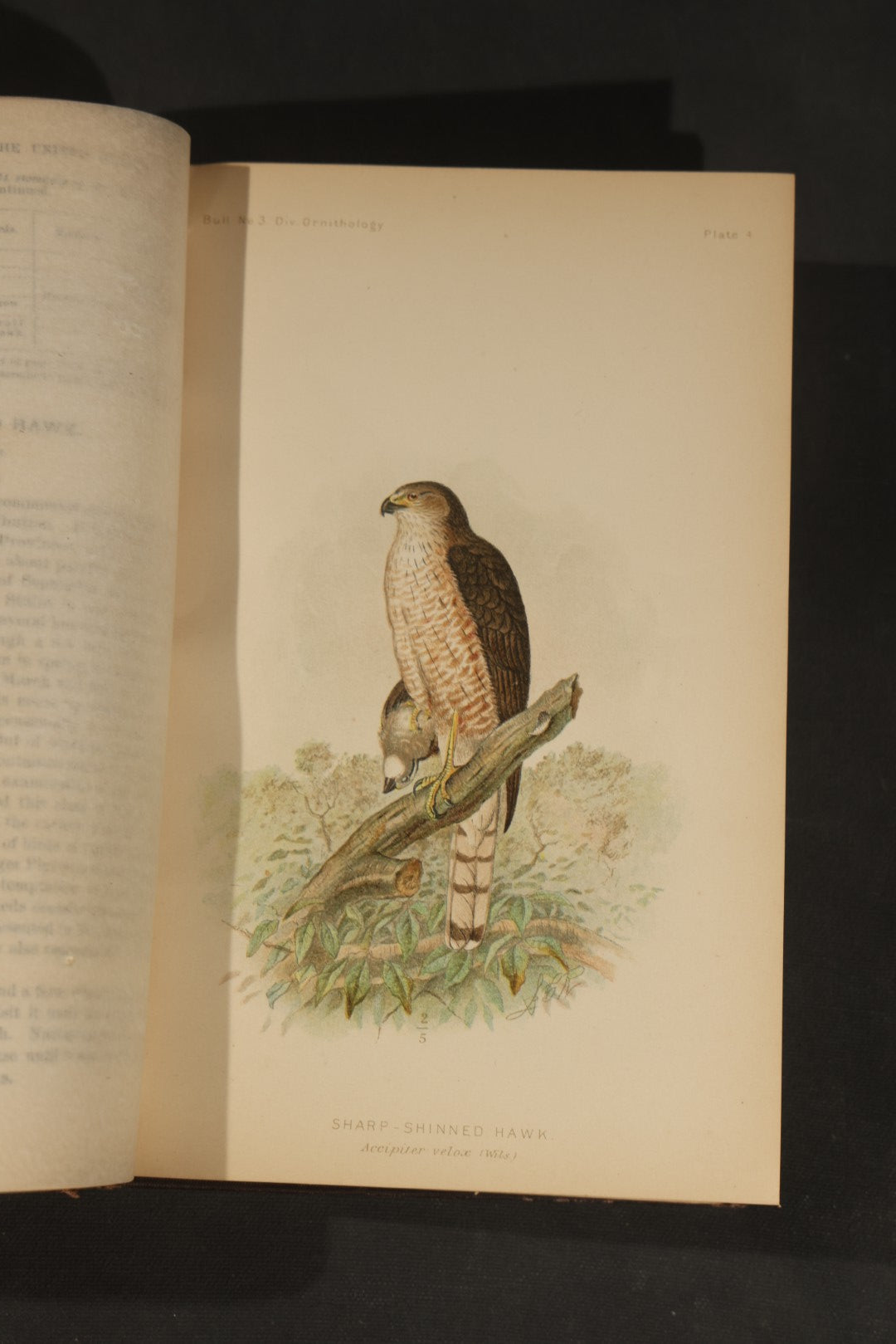 "The Hawks and Owls of the United States in Their Relation to Agriculture" Antique Illustrated Ornithology Book by A.K. Fisher, M.D., U.S. Department of Agriculture Bulletin no. 3, Published by Government Printing Office, Washington, 1893