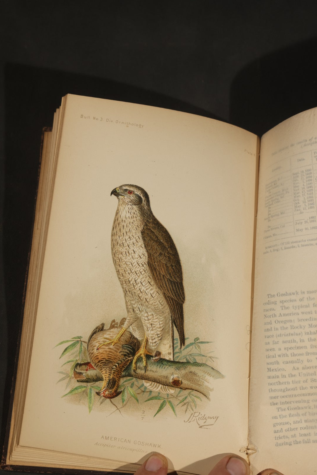 "The Hawks and Owls of the United States in Their Relation to Agriculture" Antique Illustrated Ornithology Book by A.K. Fisher, M.D., U.S. Department of Agriculture Bulletin no. 3, Published by Government Printing Office, Washington, 1893