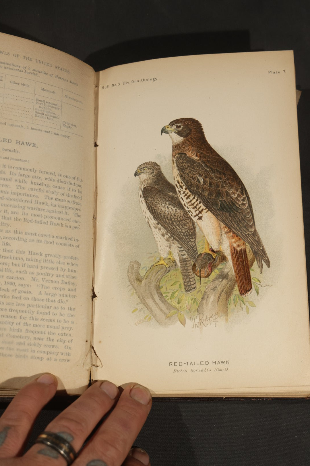 "The Hawks and Owls of the United States in Their Relation to Agriculture" Antique Illustrated Ornithology Book by A.K. Fisher, M.D., U.S. Department of Agriculture Bulletin no. 3, Published by Government Printing Office, Washington, 1893