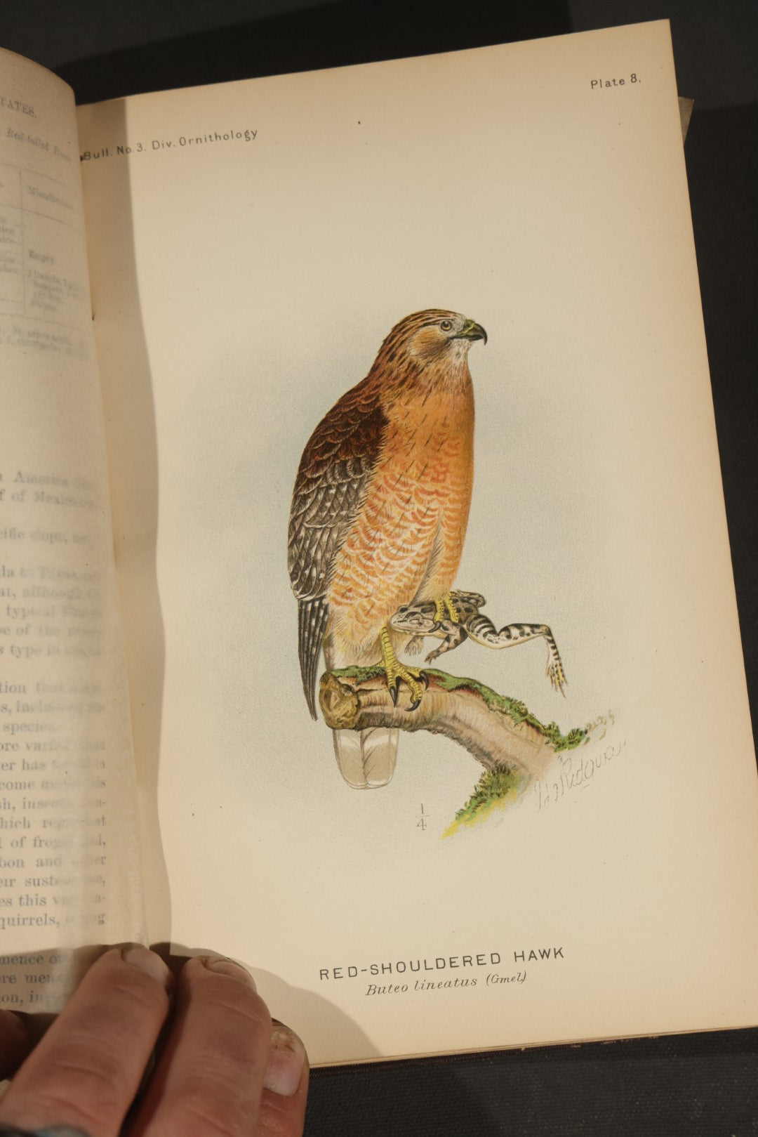 "The Hawks and Owls of the United States in Their Relation to Agriculture" Antique Illustrated Ornithology Book by A.K. Fisher, M.D., U.S. Department of Agriculture Bulletin no. 3, Published by Government Printing Office, Washington, 1893