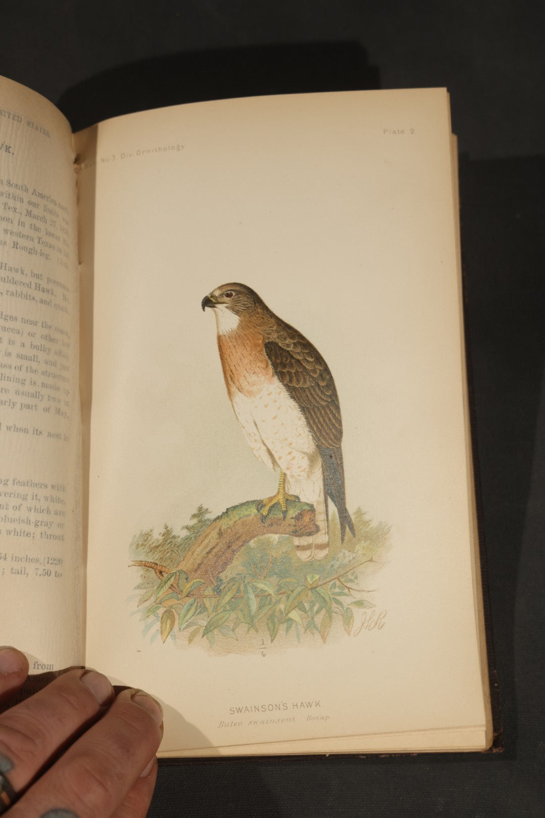 "The Hawks and Owls of the United States in Their Relation to Agriculture" Antique Illustrated Ornithology Book by A.K. Fisher, M.D., U.S. Department of Agriculture Bulletin no. 3, Published by Government Printing Office, Washington, 1893