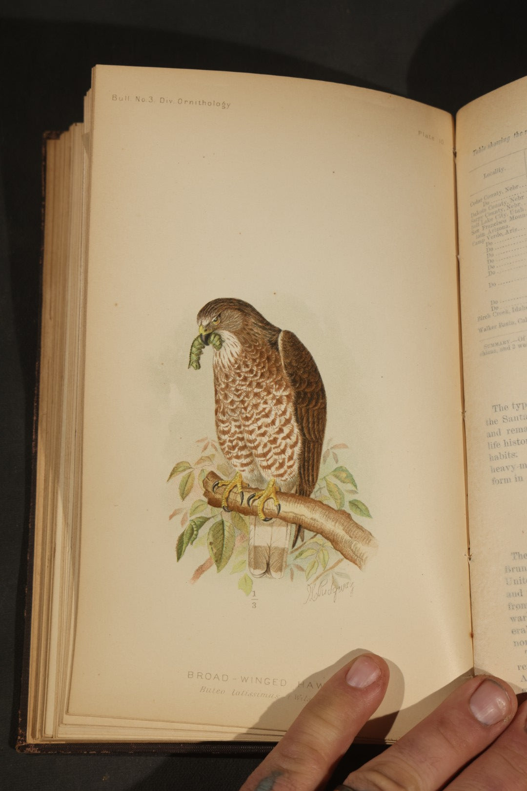 "The Hawks and Owls of the United States in Their Relation to Agriculture" Antique Illustrated Ornithology Book by A.K. Fisher, M.D., U.S. Department of Agriculture Bulletin no. 3, Published by Government Printing Office, Washington, 1893