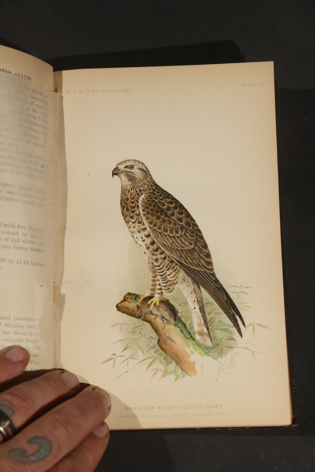 "The Hawks and Owls of the United States in Their Relation to Agriculture" Antique Illustrated Ornithology Book by A.K. Fisher, M.D., U.S. Department of Agriculture Bulletin no. 3, Published by Government Printing Office, Washington, 1893