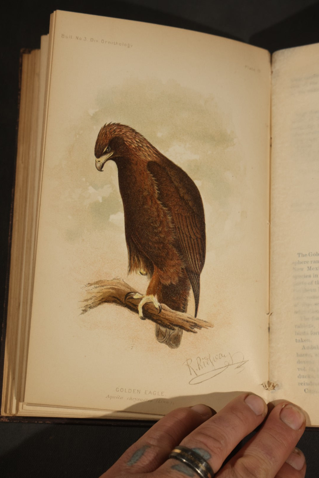 "The Hawks and Owls of the United States in Their Relation to Agriculture" Antique Illustrated Ornithology Book by A.K. Fisher, M.D., U.S. Department of Agriculture Bulletin no. 3, Published by Government Printing Office, Washington, 1893