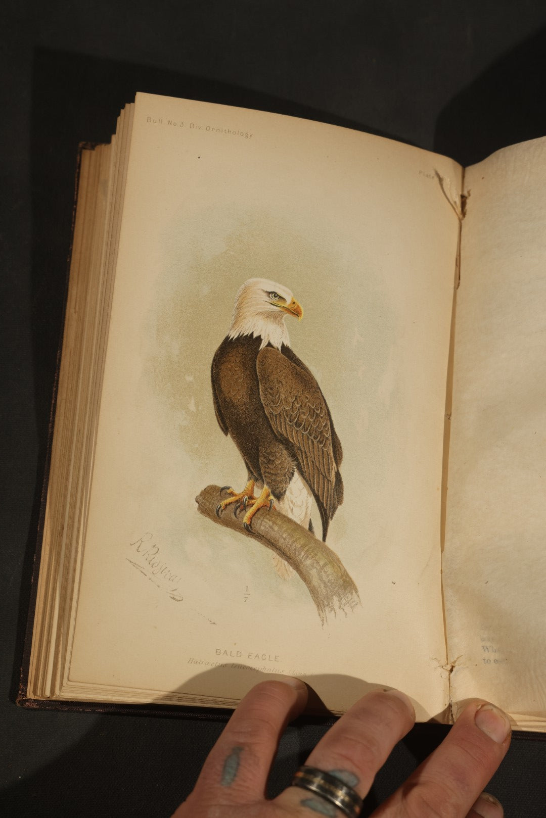 "The Hawks and Owls of the United States in Their Relation to Agriculture" Antique Illustrated Ornithology Book by A.K. Fisher, M.D., U.S. Department of Agriculture Bulletin no. 3, Published by Government Printing Office, Washington, 1893