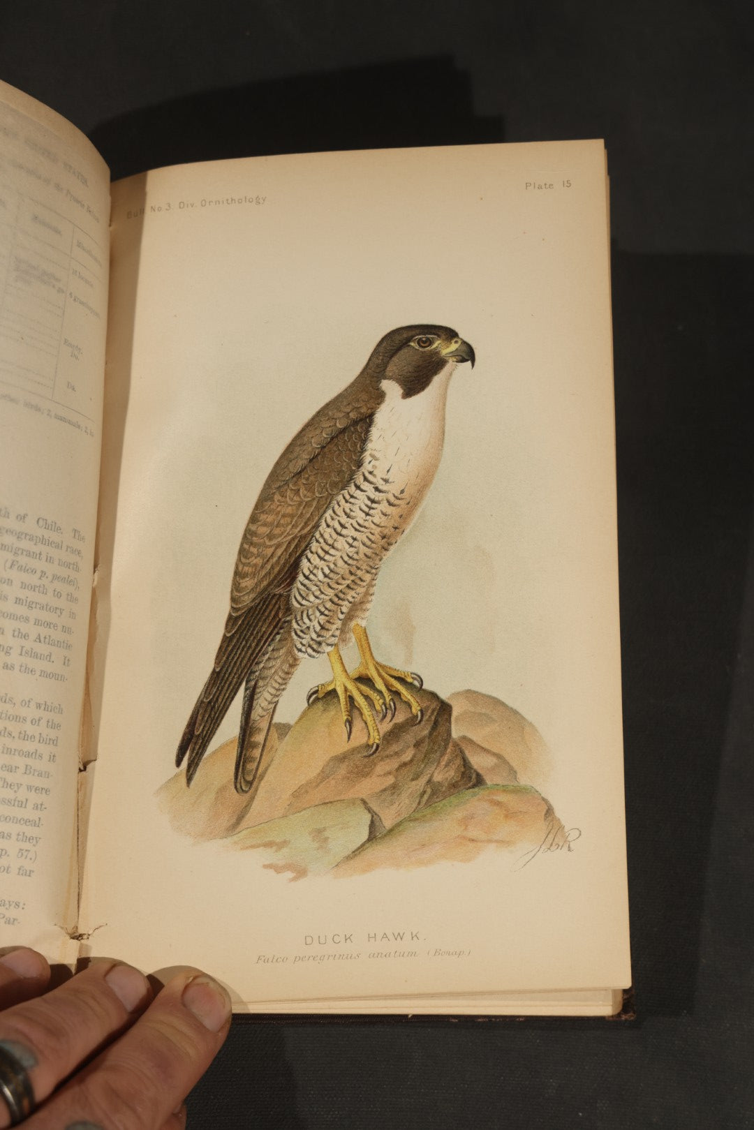 "The Hawks and Owls of the United States in Their Relation to Agriculture" Antique Illustrated Ornithology Book by A.K. Fisher, M.D., U.S. Department of Agriculture Bulletin no. 3, Published by Government Printing Office, Washington, 1893