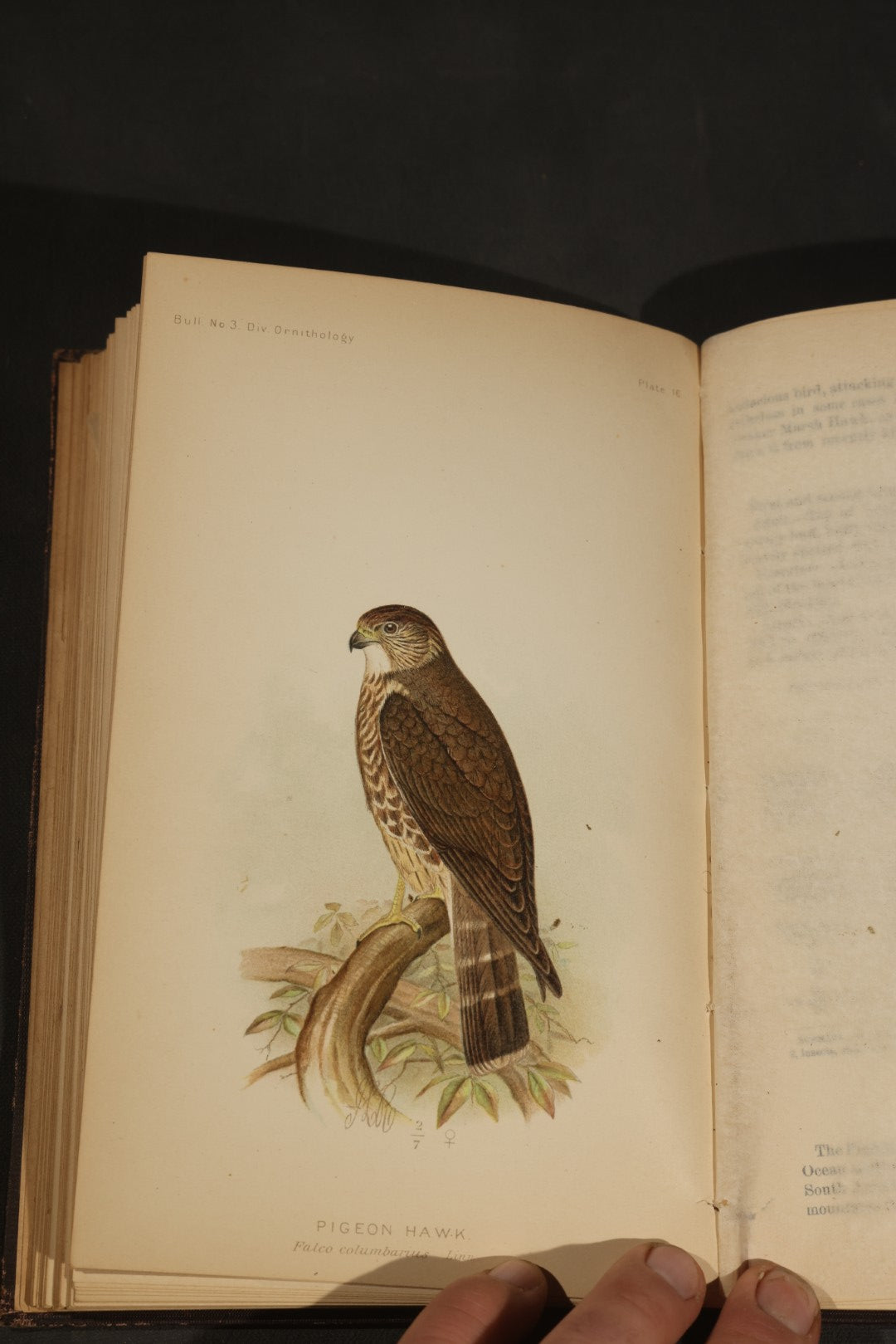 "The Hawks and Owls of the United States in Their Relation to Agriculture" Antique Illustrated Ornithology Book by A.K. Fisher, M.D., U.S. Department of Agriculture Bulletin no. 3, Published by Government Printing Office, Washington, 1893