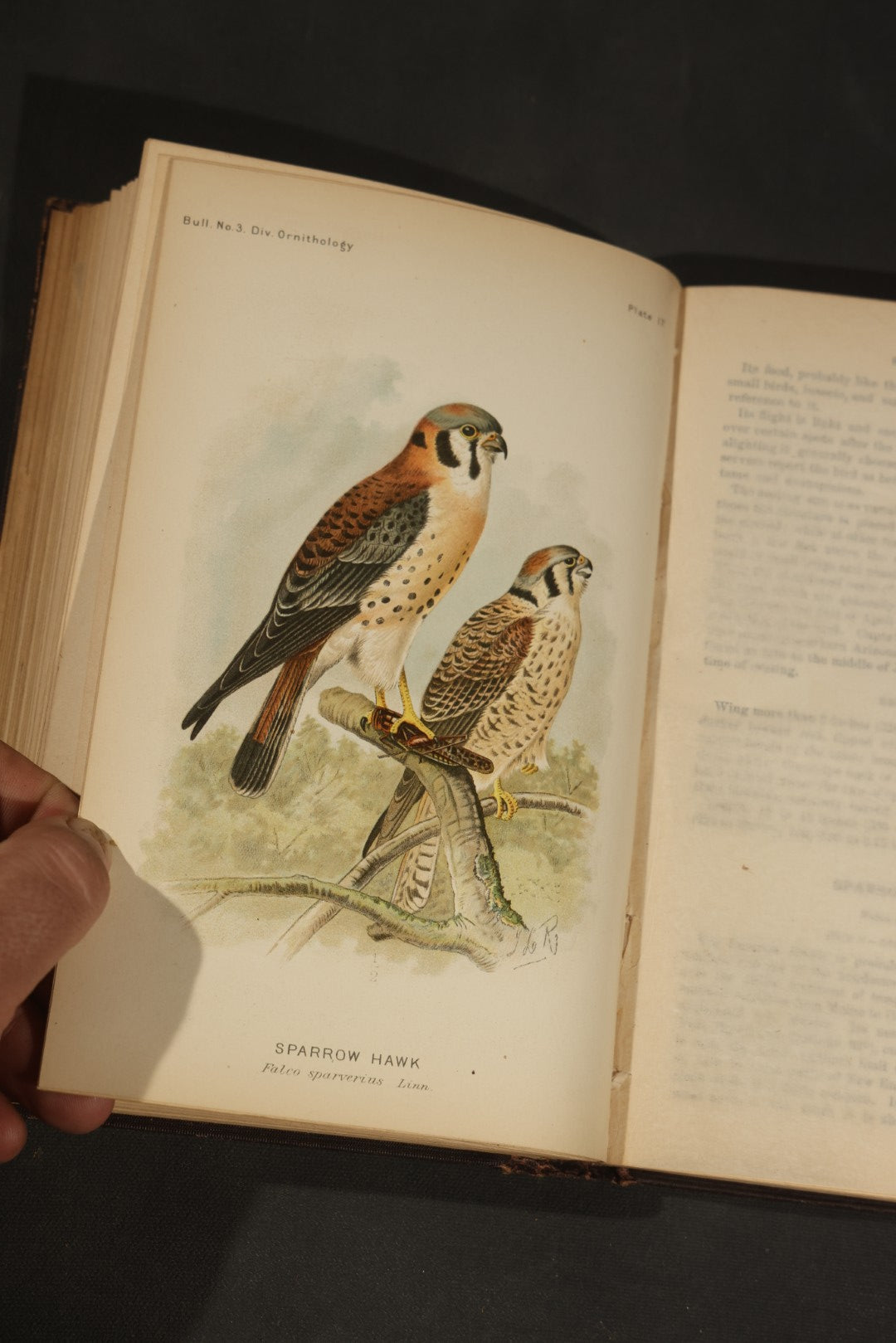 "The Hawks and Owls of the United States in Their Relation to Agriculture" Antique Illustrated Ornithology Book by A.K. Fisher, M.D., U.S. Department of Agriculture Bulletin no. 3, Published by Government Printing Office, Washington, 1893