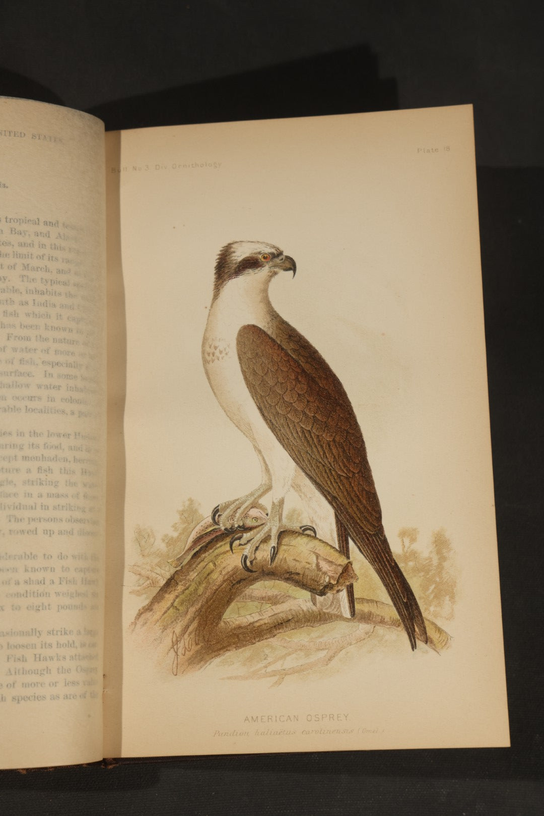 "The Hawks and Owls of the United States in Their Relation to Agriculture" Antique Illustrated Ornithology Book by A.K. Fisher, M.D., U.S. Department of Agriculture Bulletin no. 3, Published by Government Printing Office, Washington, 1893