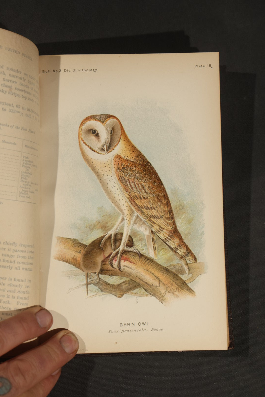 "The Hawks and Owls of the United States in Their Relation to Agriculture" Antique Illustrated Ornithology Book by A.K. Fisher, M.D., U.S. Department of Agriculture Bulletin no. 3, Published by Government Printing Office, Washington, 1893