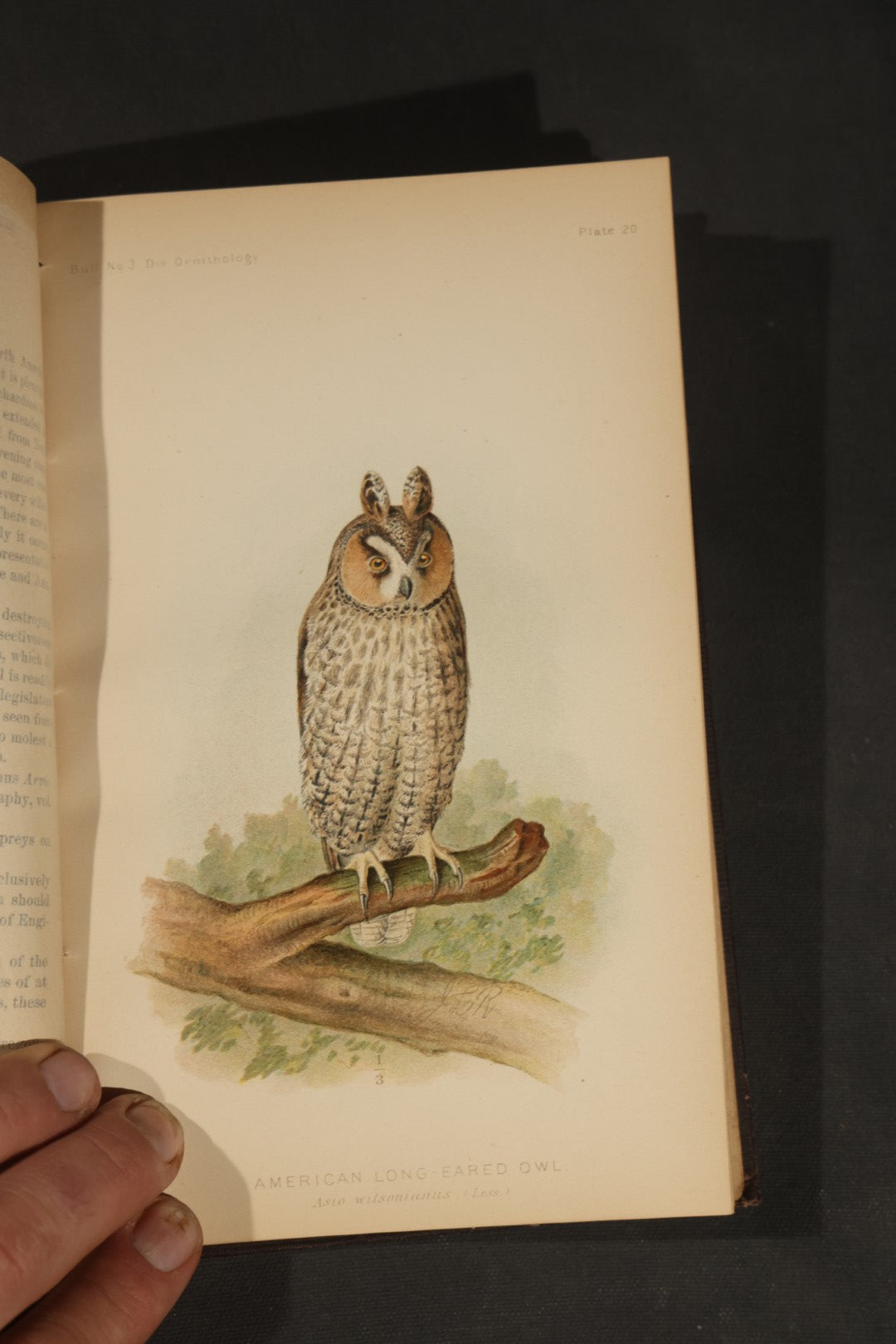 "The Hawks and Owls of the United States in Their Relation to Agriculture" Antique Illustrated Ornithology Book by A.K. Fisher, M.D., U.S. Department of Agriculture Bulletin no. 3, Published by Government Printing Office, Washington, 1893