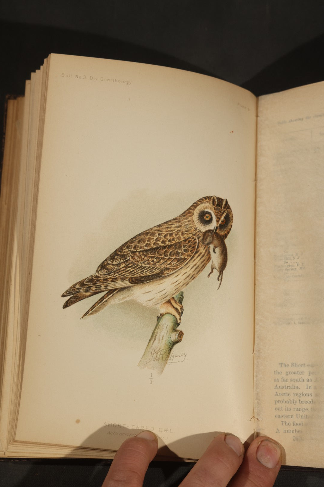 "The Hawks and Owls of the United States in Their Relation to Agriculture" Antique Illustrated Ornithology Book by A.K. Fisher, M.D., U.S. Department of Agriculture Bulletin no. 3, Published by Government Printing Office, Washington, 1893