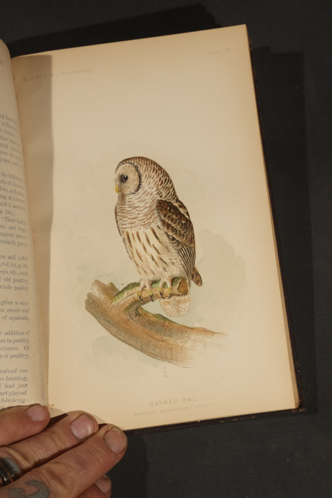 "The Hawks and Owls of the United States in Their Relation to Agriculture" Antique Illustrated Ornithology Book by A.K. Fisher, M.D., U.S. Department of Agriculture Bulletin no. 3, Published by Government Printing Office, Washington, 1893