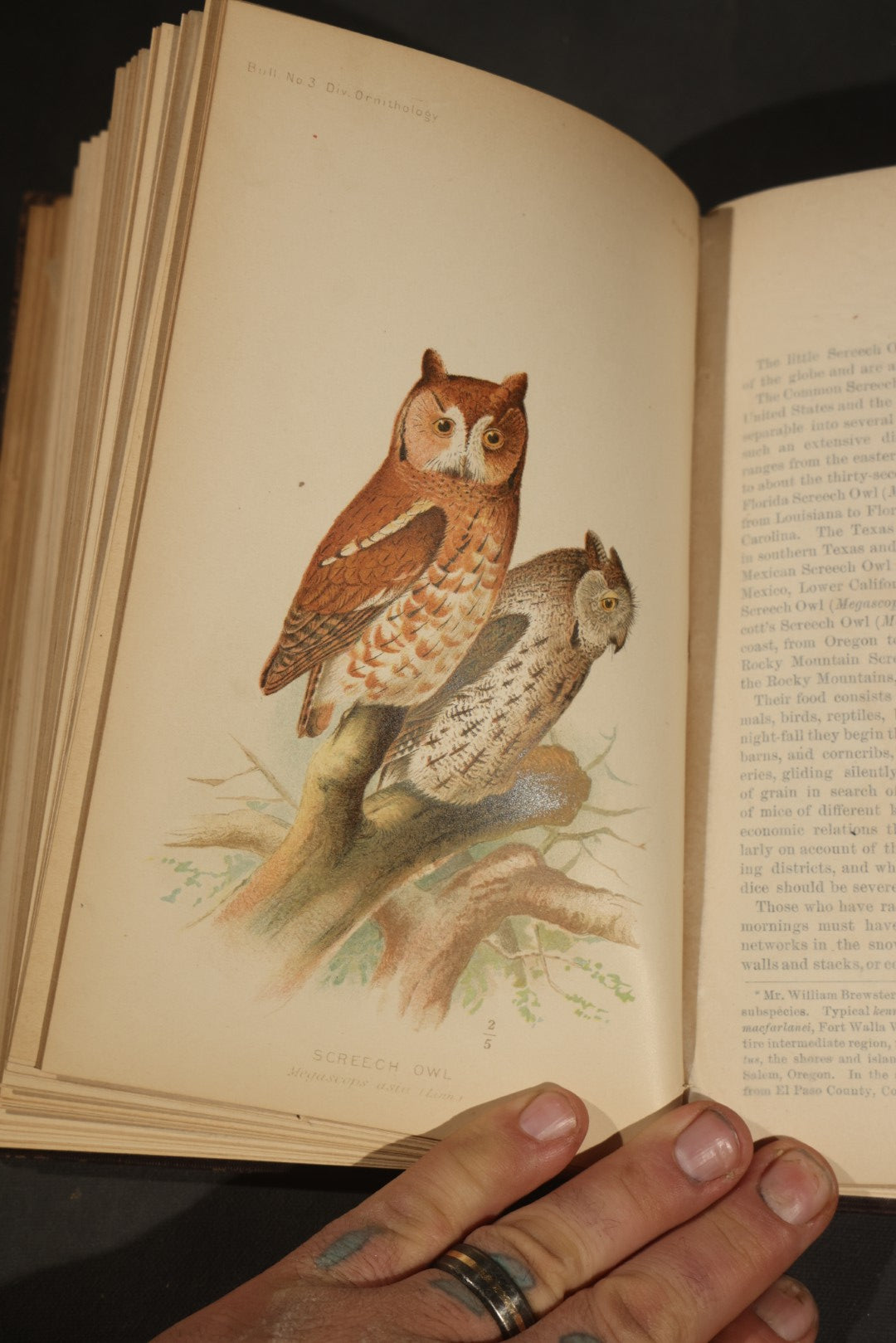 "The Hawks and Owls of the United States in Their Relation to Agriculture" Antique Illustrated Ornithology Book by A.K. Fisher, M.D., U.S. Department of Agriculture Bulletin no. 3, Published by Government Printing Office, Washington, 1893