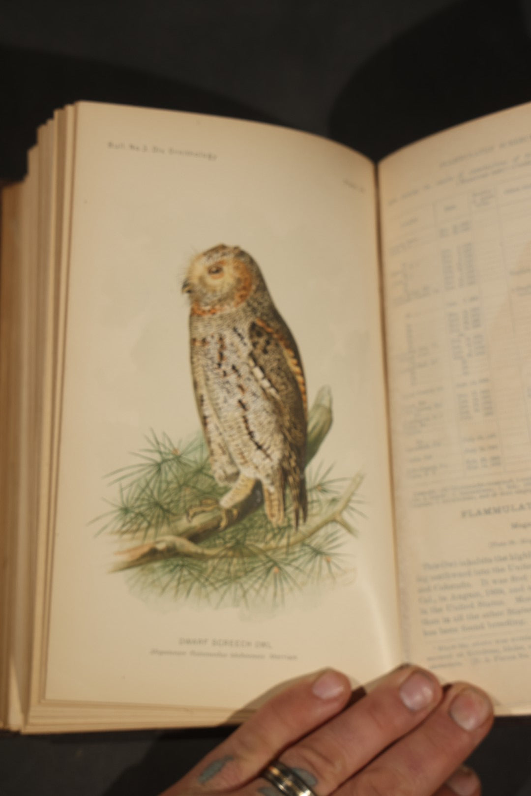 "The Hawks and Owls of the United States in Their Relation to Agriculture" Antique Illustrated Ornithology Book by A.K. Fisher, M.D., U.S. Department of Agriculture Bulletin no. 3, Published by Government Printing Office, Washington, 1893