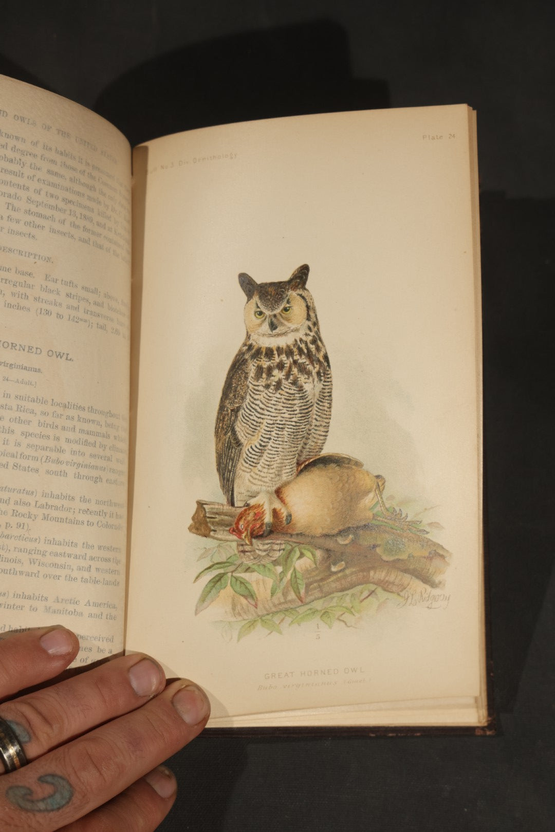 "The Hawks and Owls of the United States in Their Relation to Agriculture" Antique Illustrated Ornithology Book by A.K. Fisher, M.D., U.S. Department of Agriculture Bulletin no. 3, Published by Government Printing Office, Washington, 1893