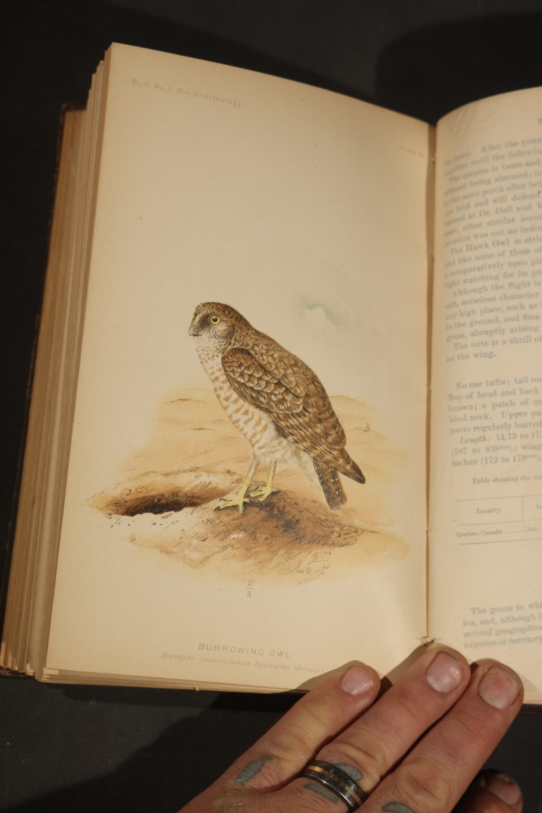 "The Hawks and Owls of the United States in Their Relation to Agriculture" Antique Illustrated Ornithology Book by A.K. Fisher, M.D., U.S. Department of Agriculture Bulletin no. 3, Published by Government Printing Office, Washington, 1893