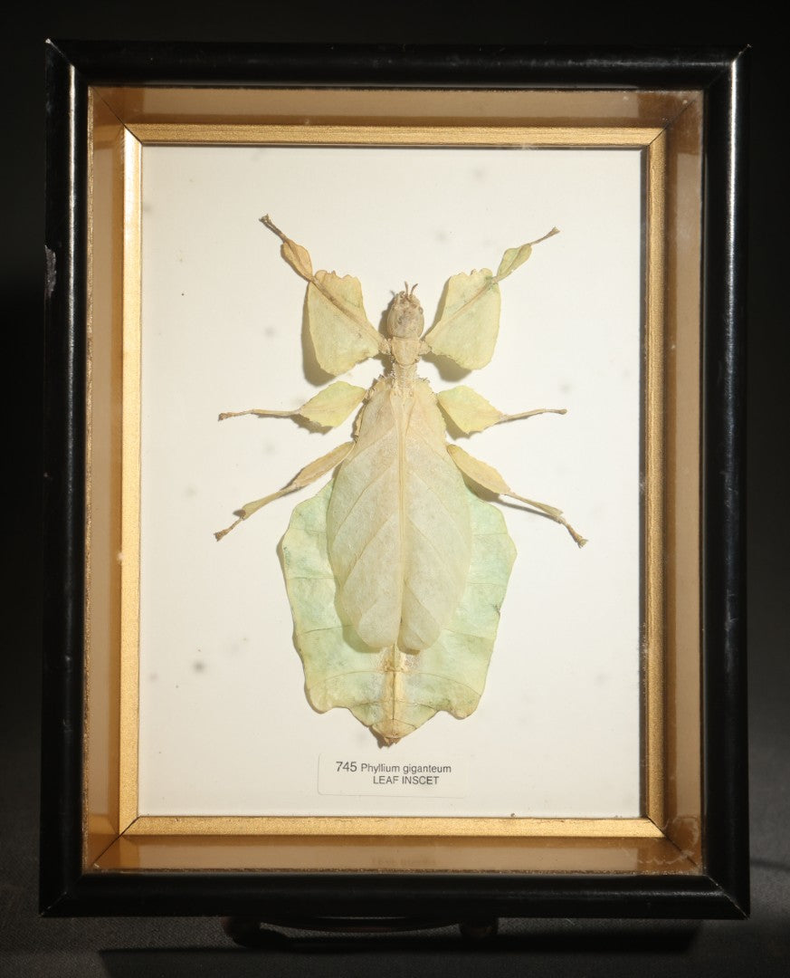 Vintage Entomology Specimen Display of Phyllium Giganteum (Leaf Insect) in Glass-Front Black and Gold Shadow Box