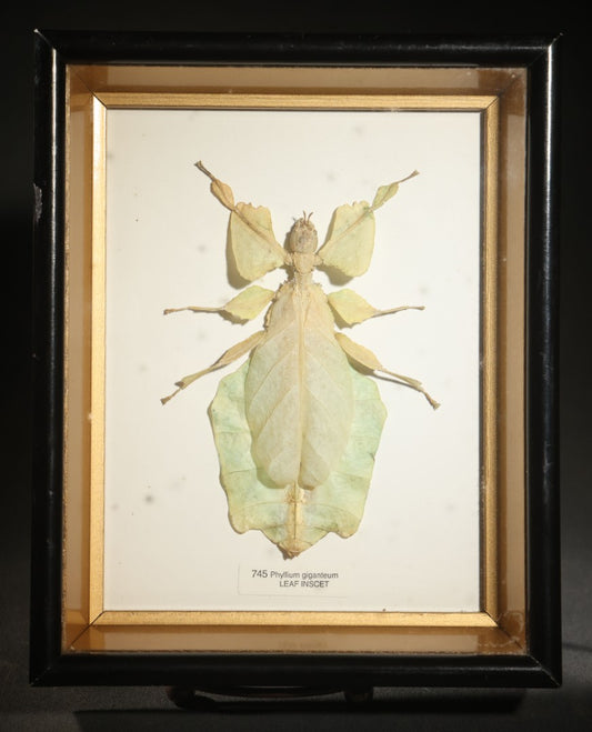 Vintage Entomology Specimen Display of Phyllium Giganteum (Leaf Insect) in Glass-Front Black and Gold Shadow Box